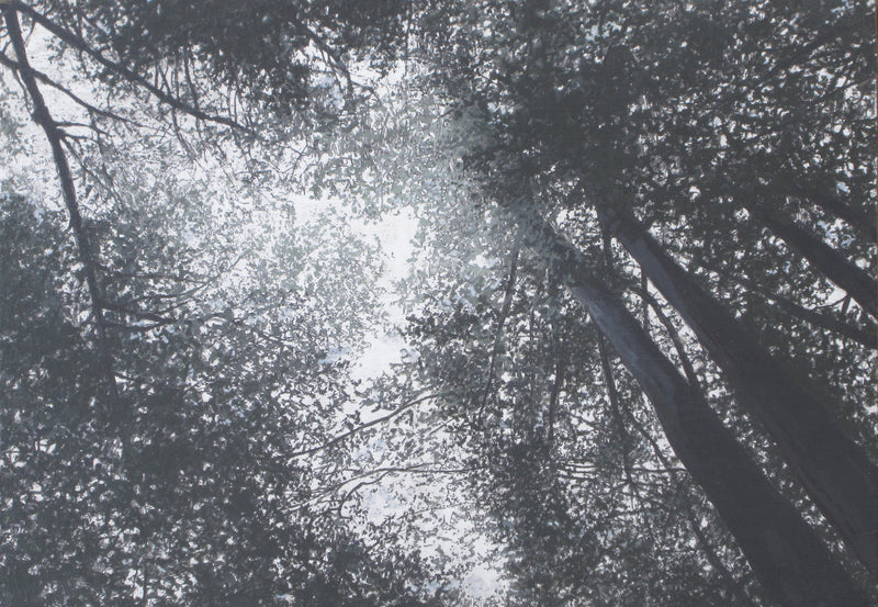 Looking up at the sky from a mossy forest